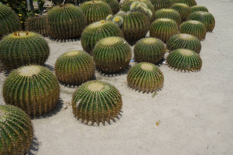 仙人掌群落图片