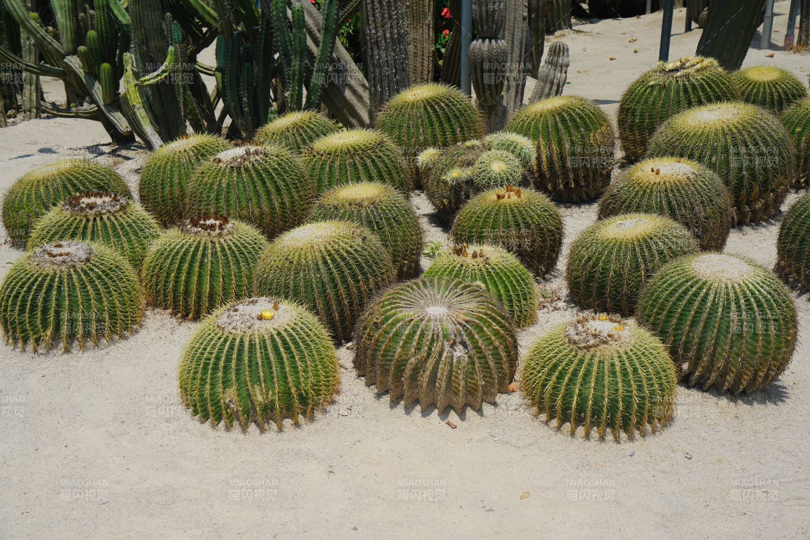 仙人掌园展示图片