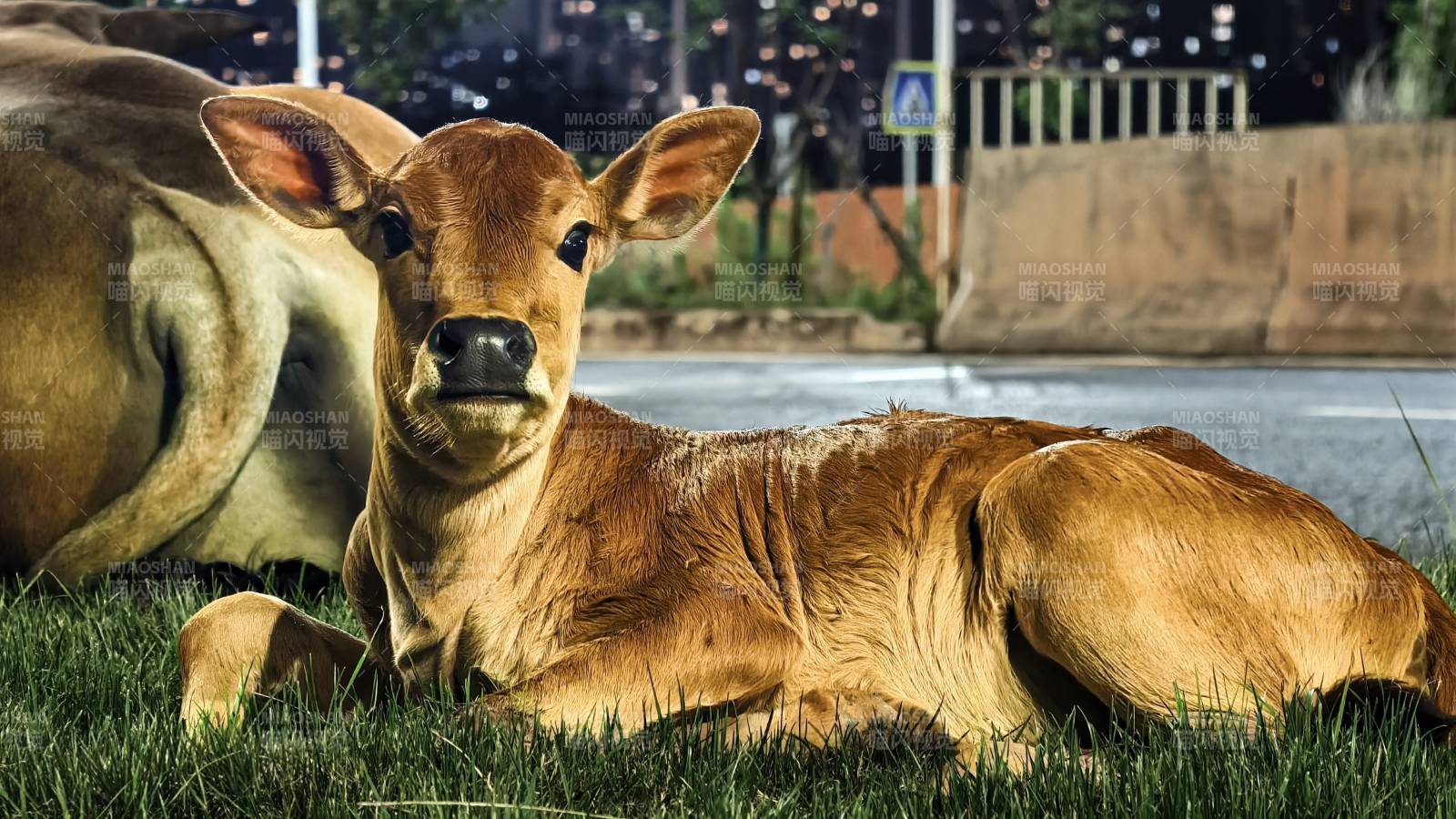小牛夜景图片