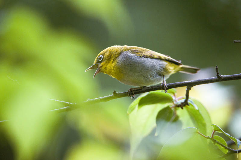 小鸟栖息在树枝上图片