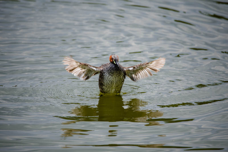 小䴙䴘展翅 水波荡漾图片