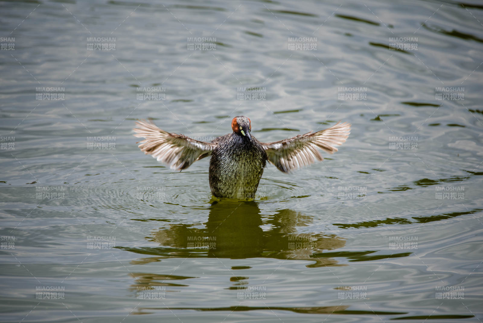 小䴙䴘展翅 水波荡漾图片