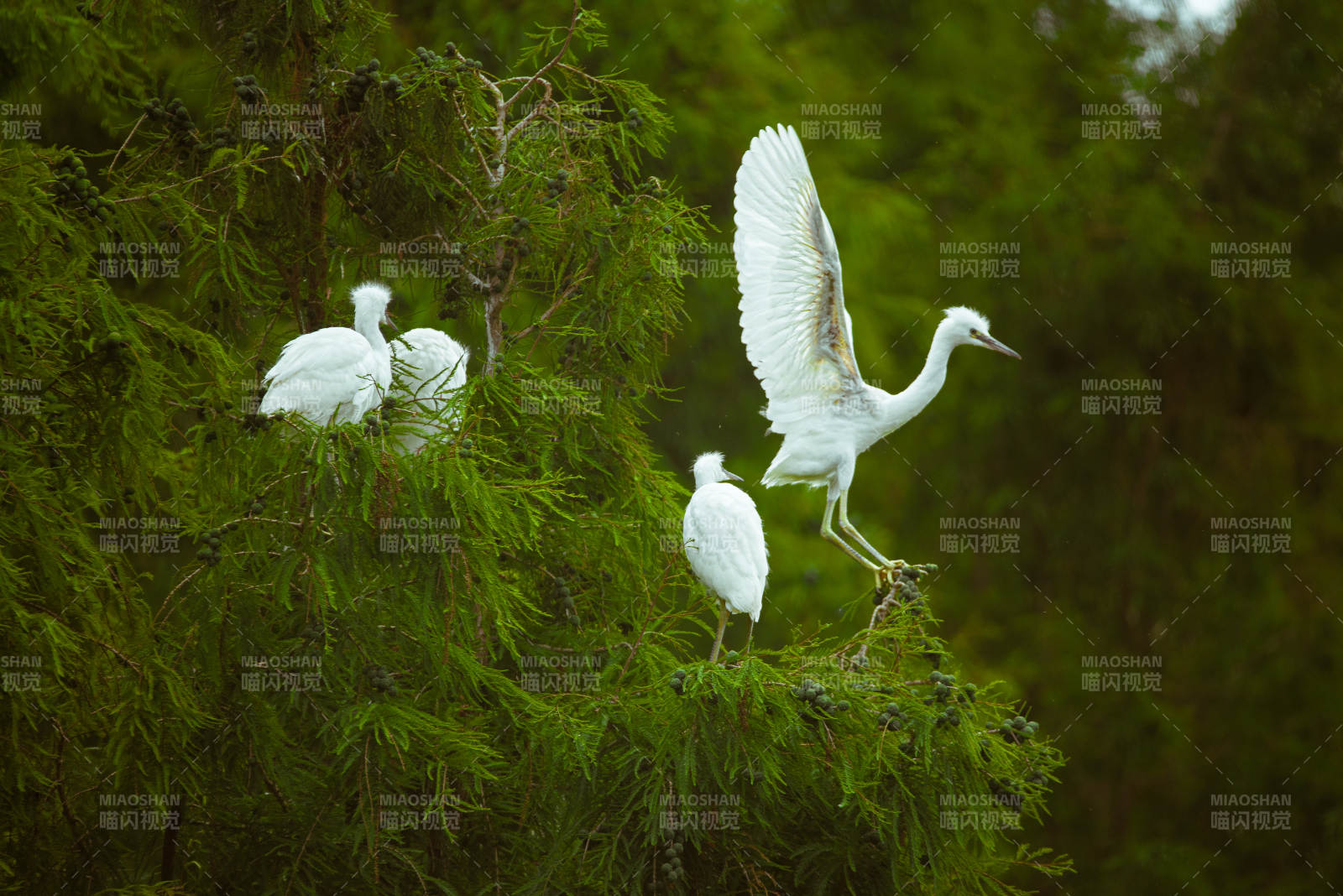 白鹭栖息松枝间图片