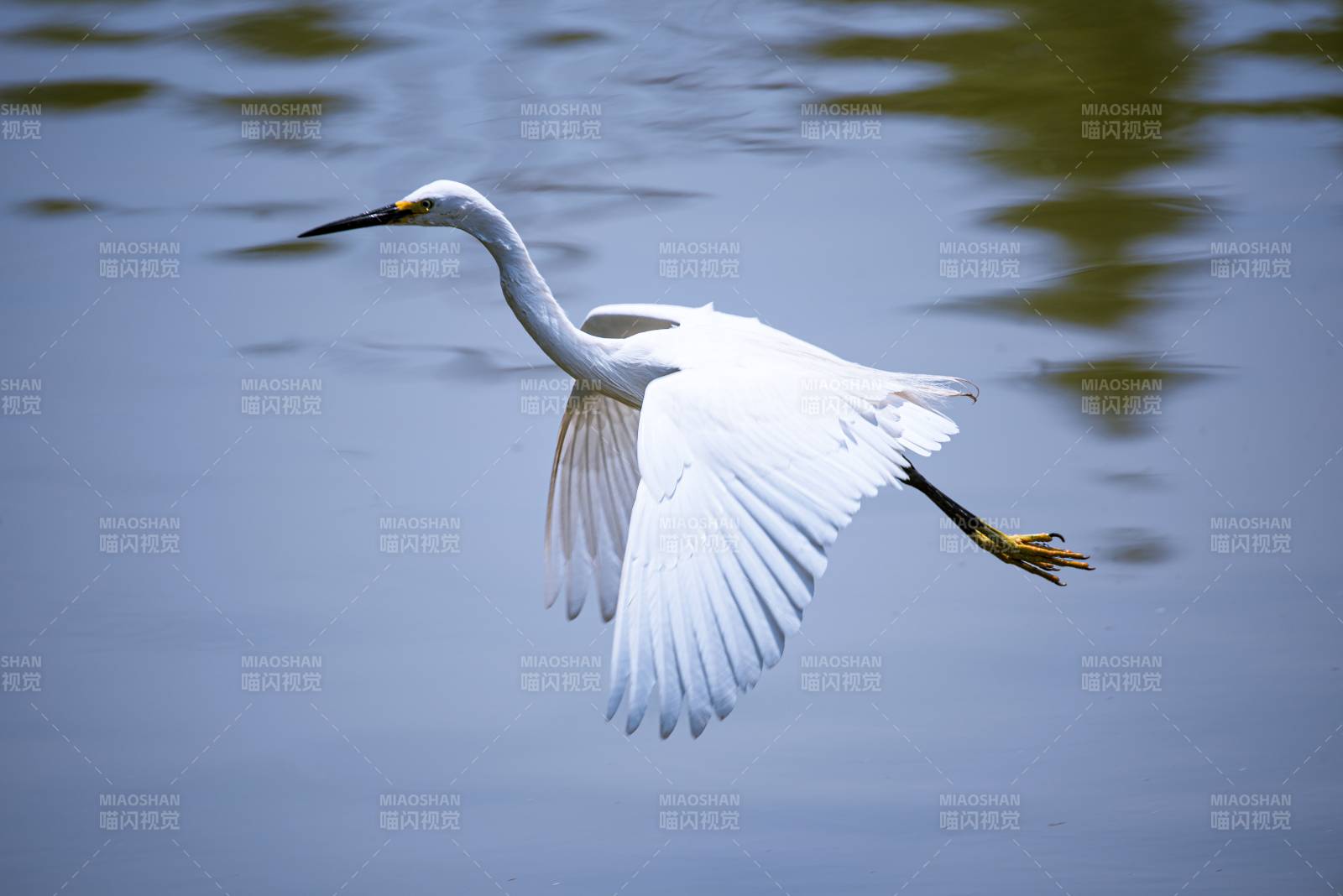 白鹭展翅飞翔图片