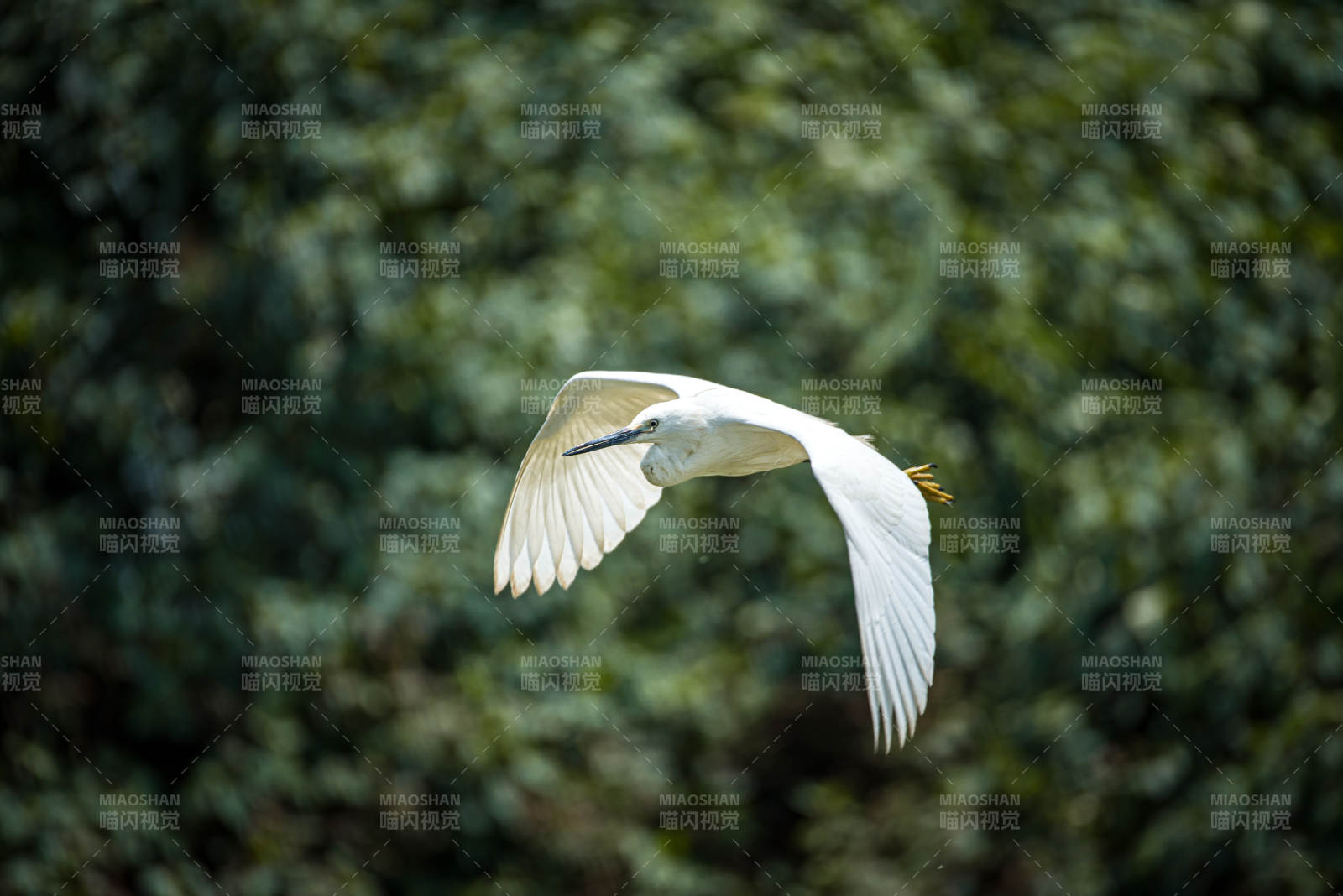 白鹭展翅飞翔图片