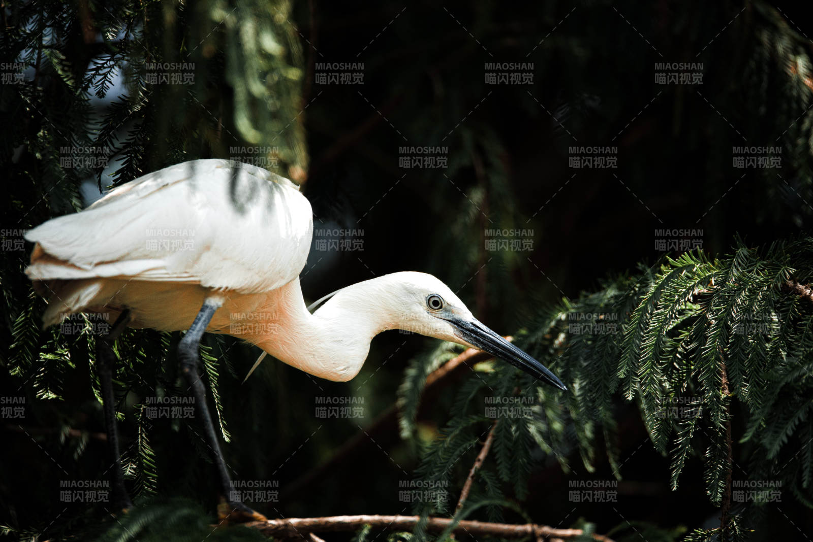 白鹭林间觅食图图片