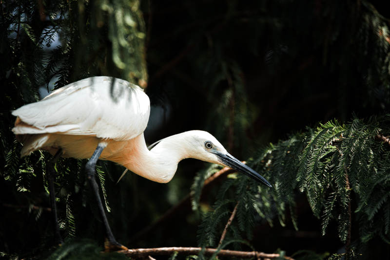 白鹭林间觅食图图片