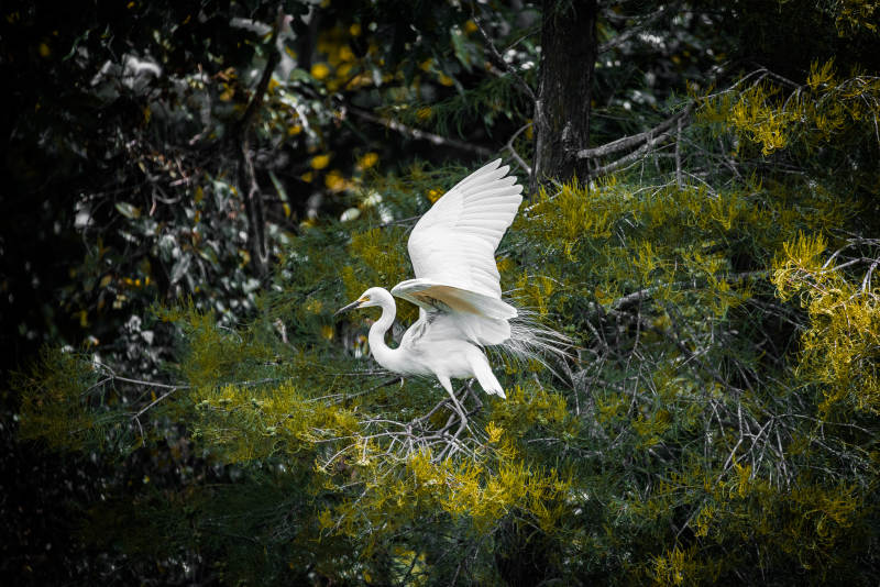 白鹭展翅 林间飞翔图片