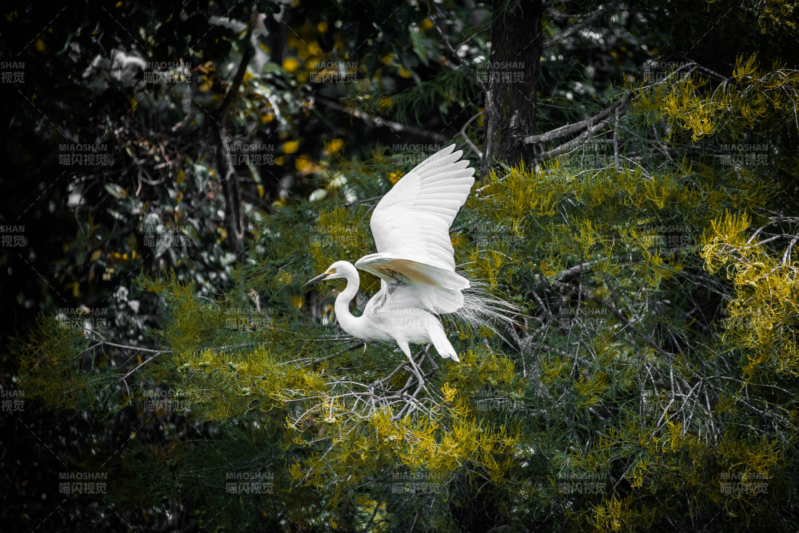 白鹭展翅 林间飞翔图片