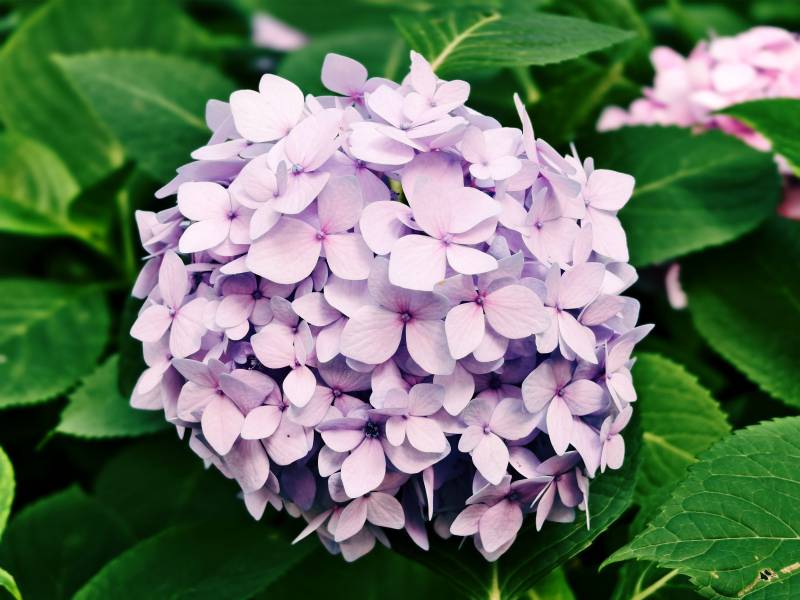 紫色绣球花图片