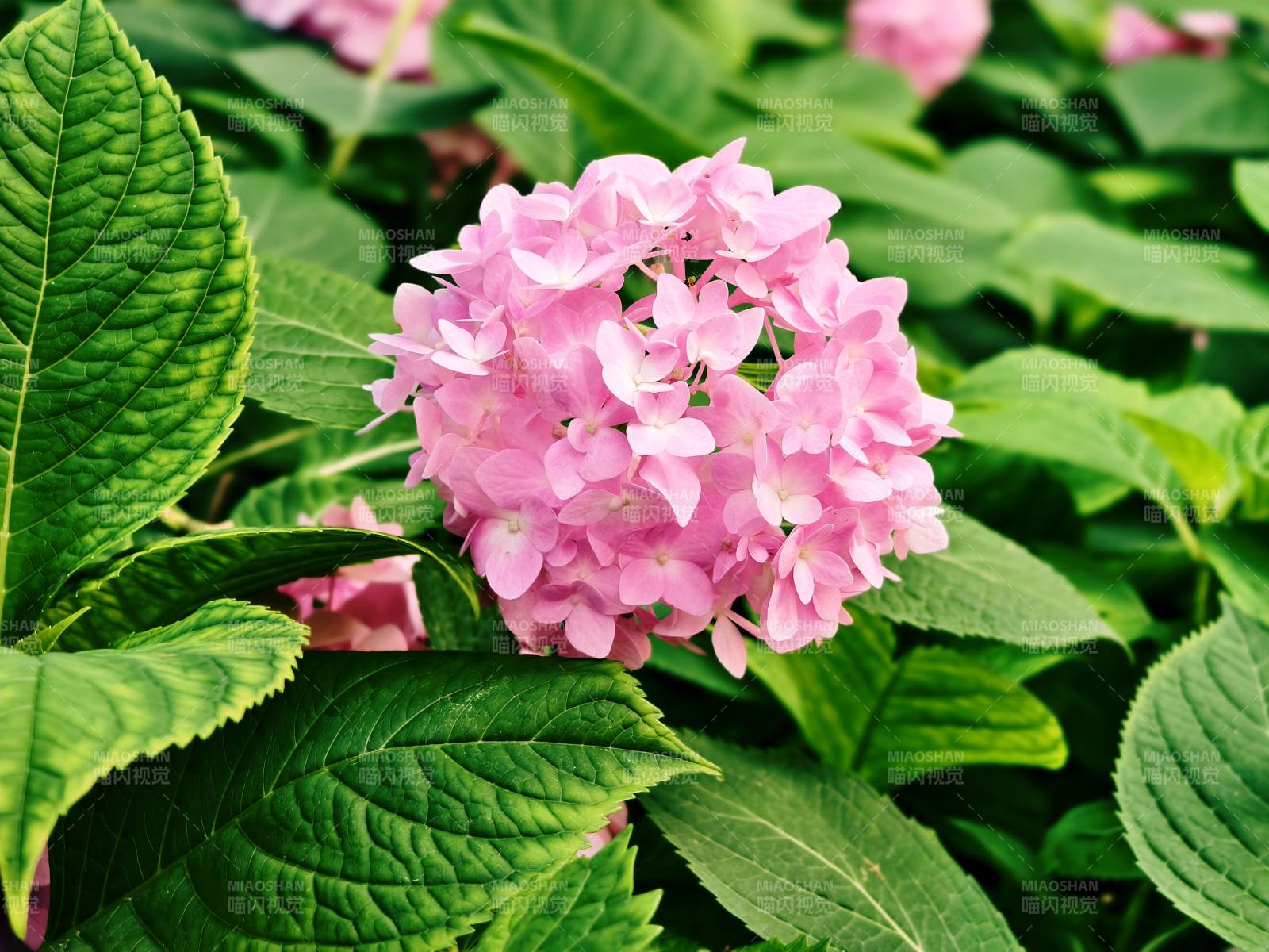 粉色绣球花图片