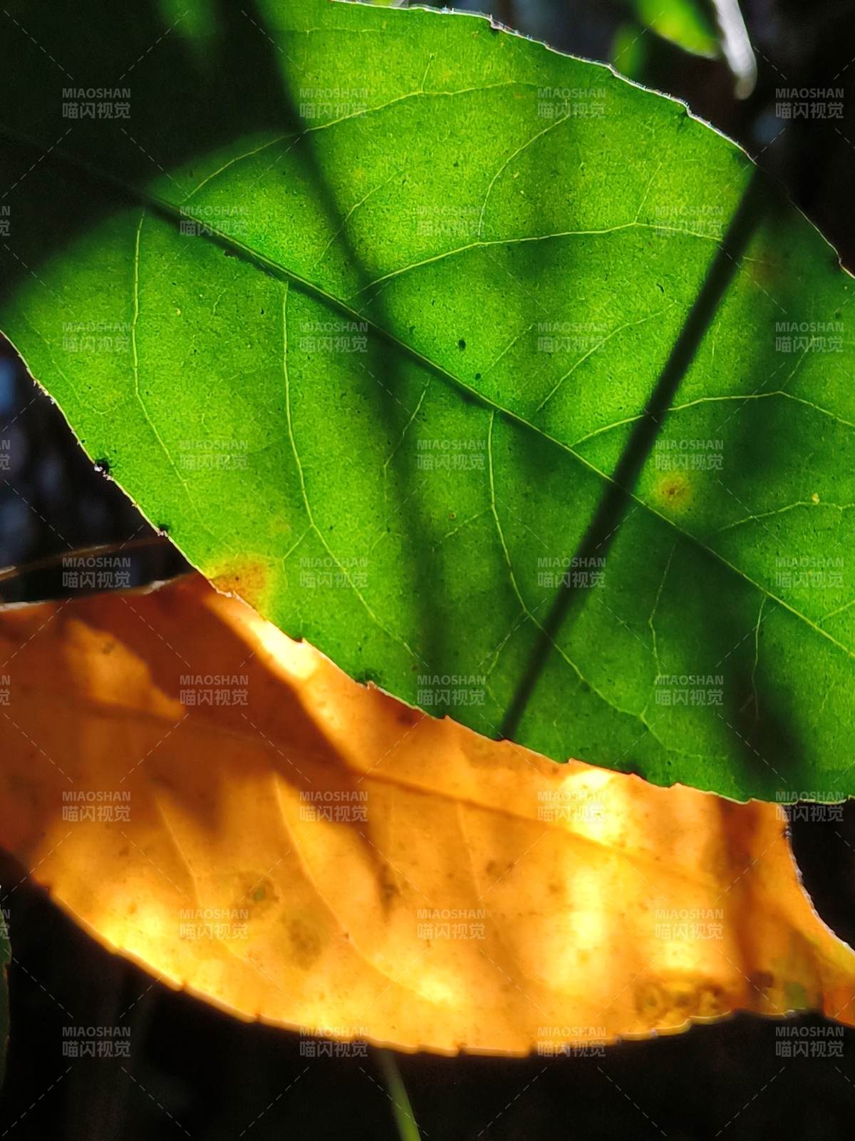 绿叶与黄叶的对比图片