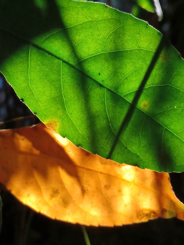 绿叶与黄叶的对比图片