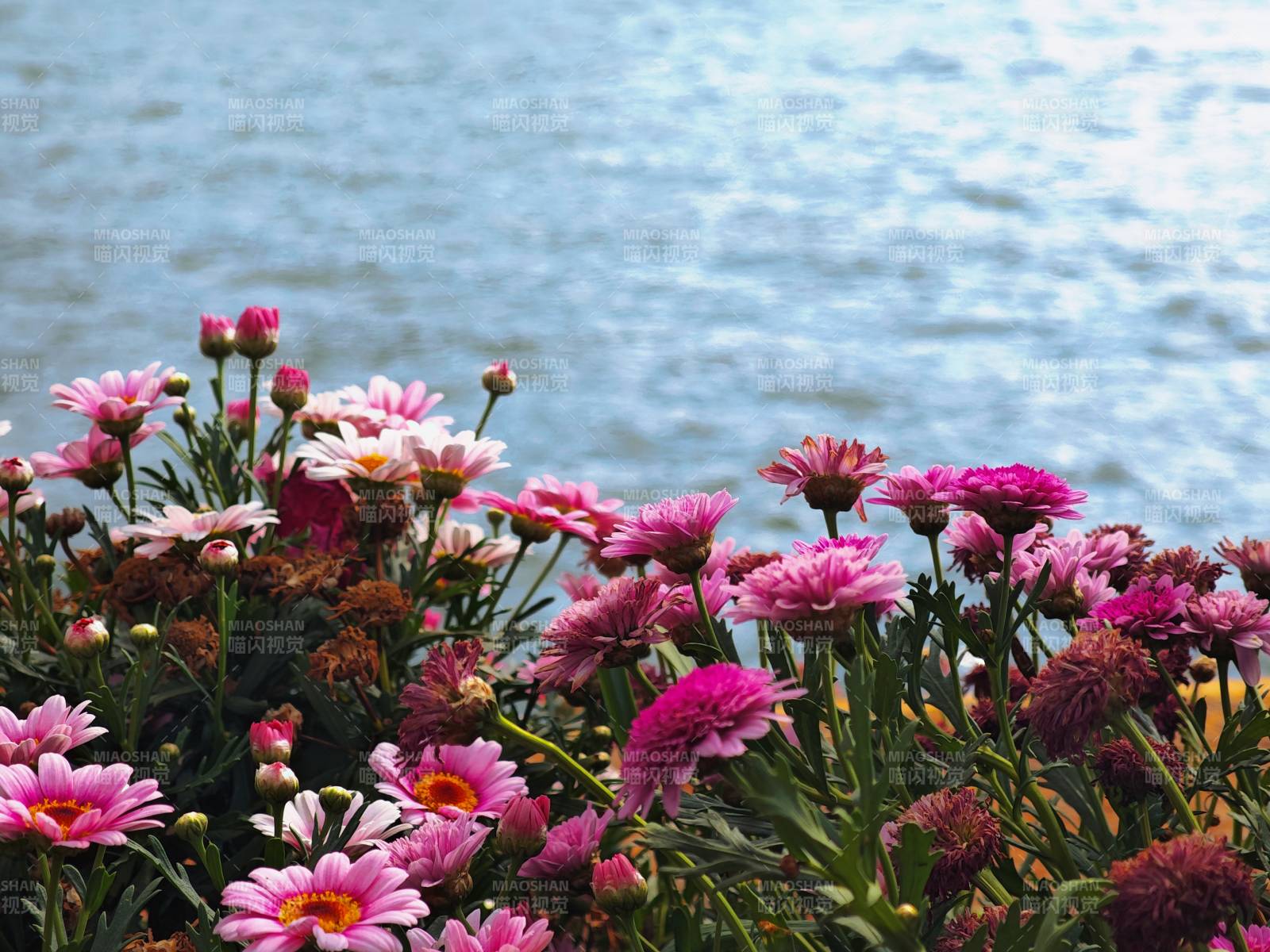 湖畔粉花盛开图片