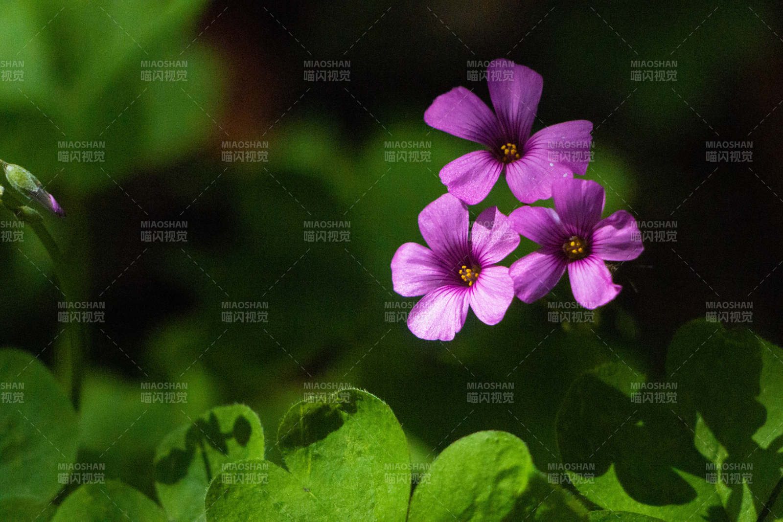 紫色花朵与绿叶图片