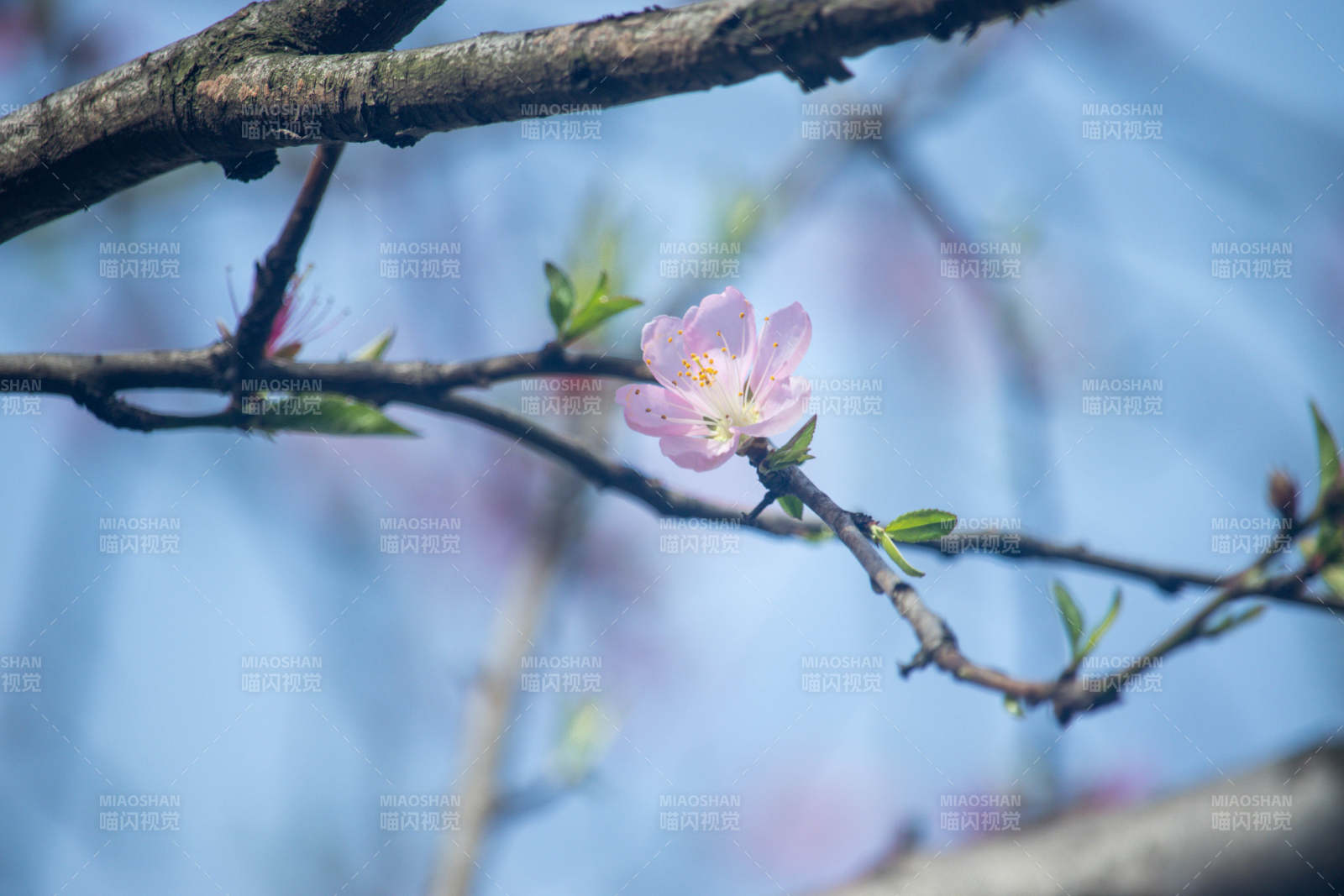 春日桃花绽放图片