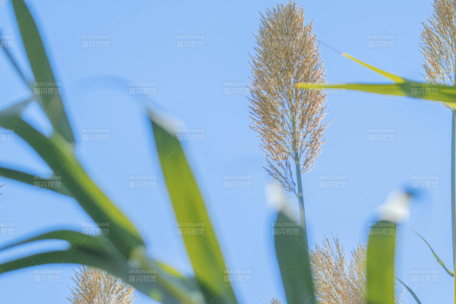 高粱穗与蓝天图片
