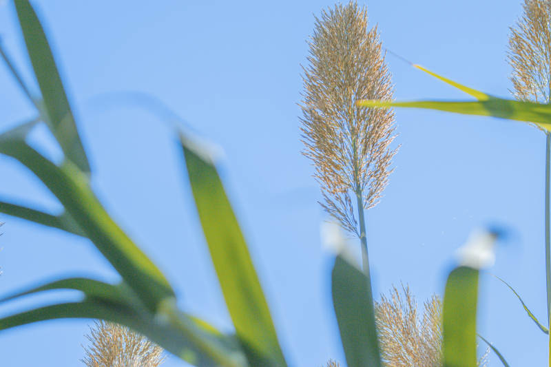 高粱穗与蓝天图片