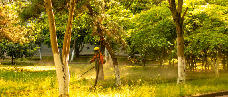 园林工人修剪树枝图片