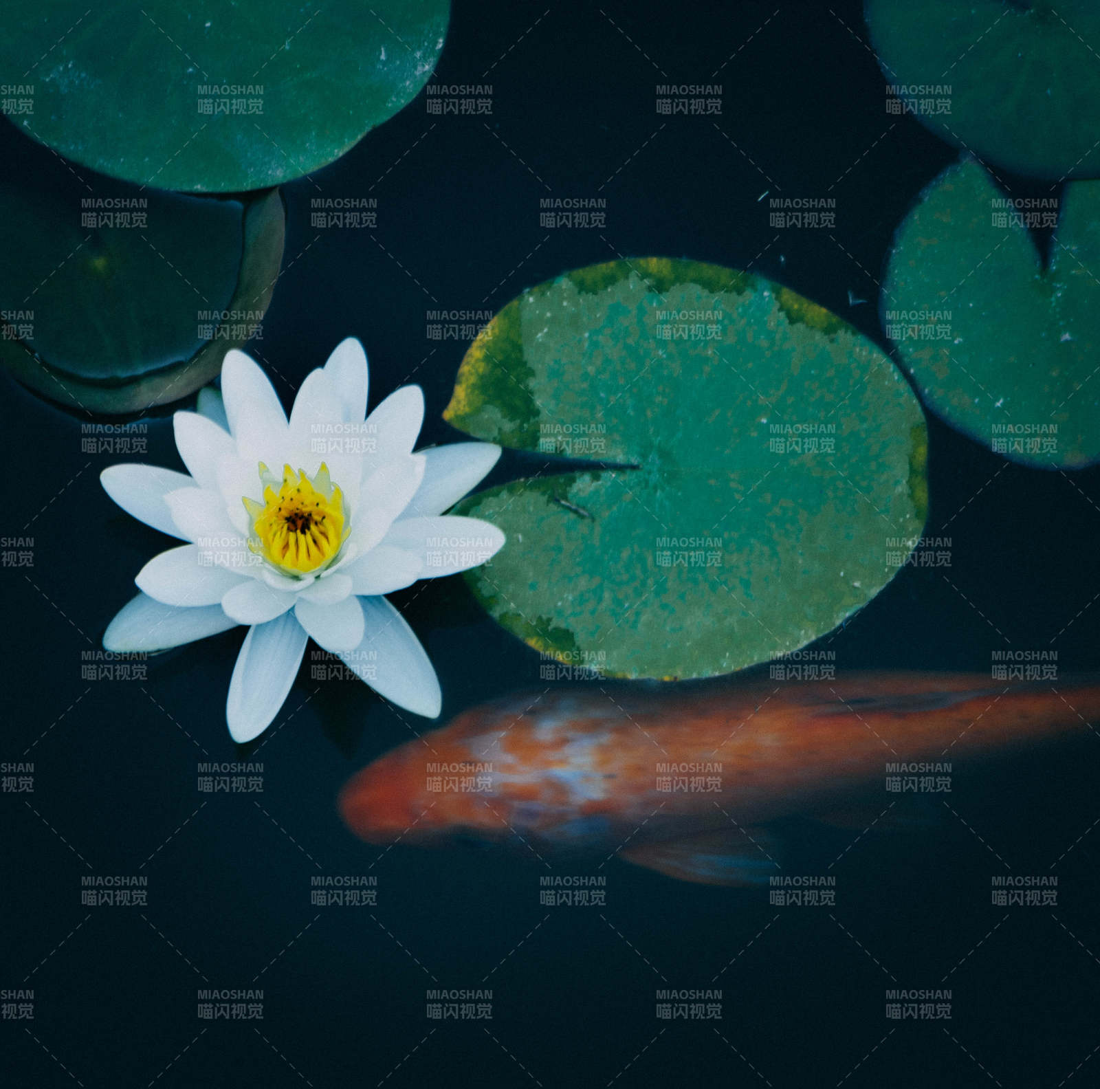 池中锦鲤与白莲图片