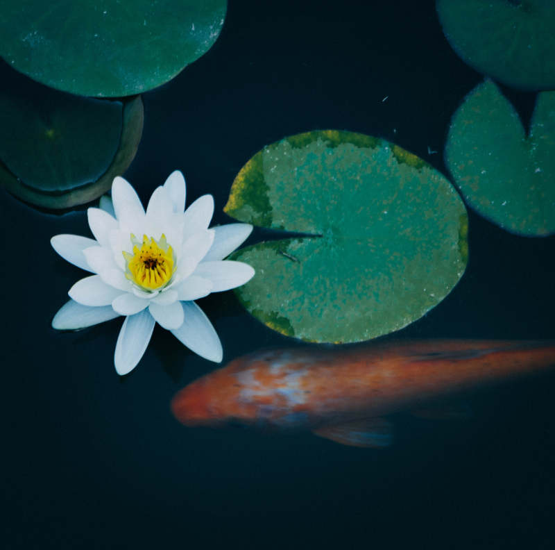 池中锦鲤与白莲图片