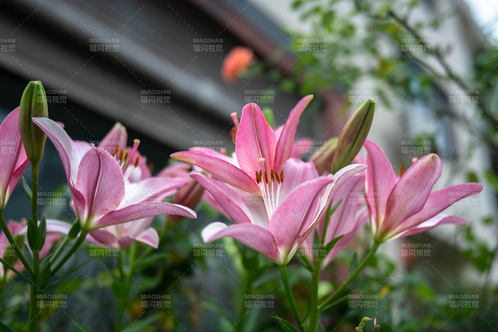 粉色百合花图片