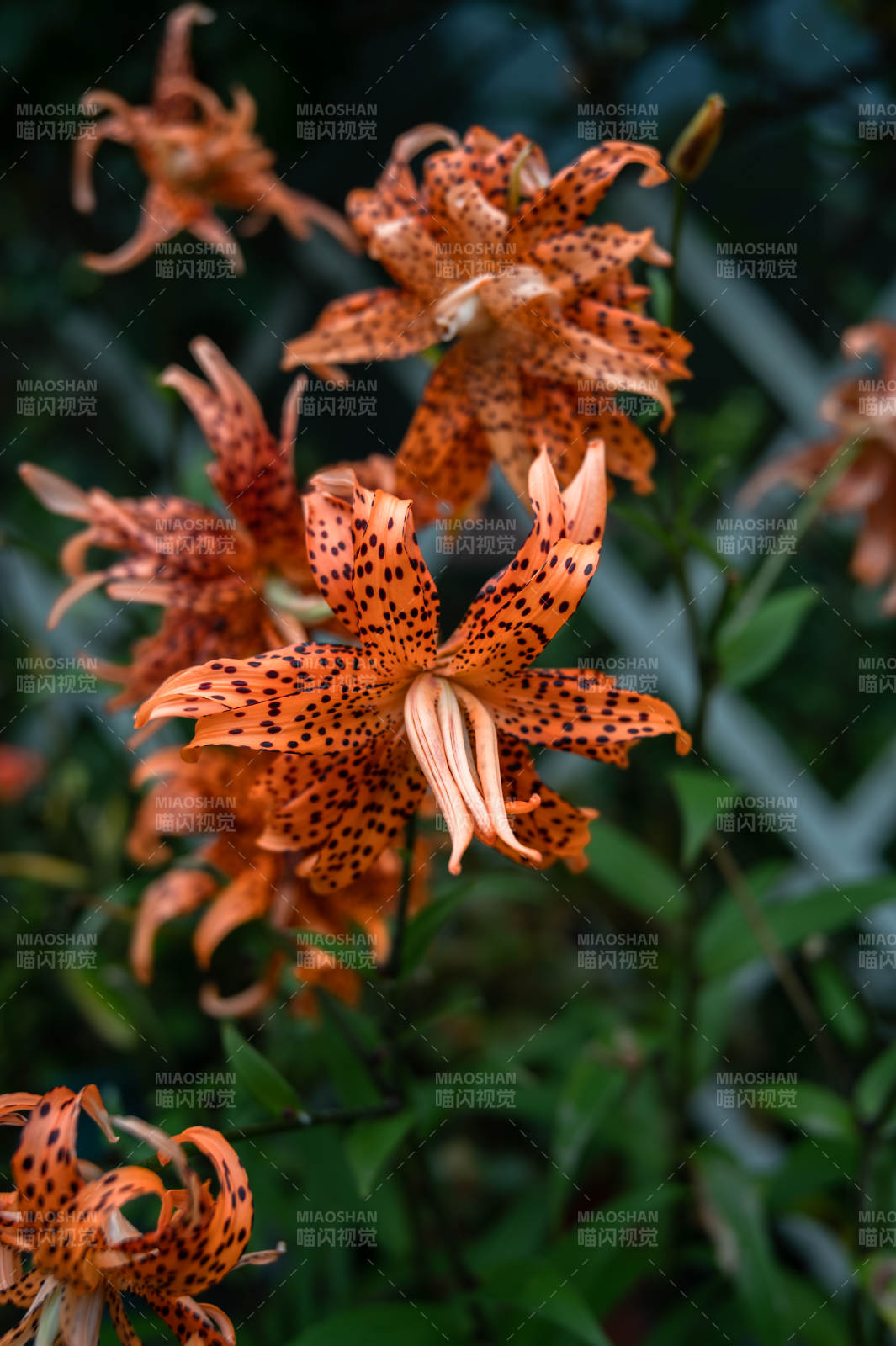 重瓣卷丹百合图片