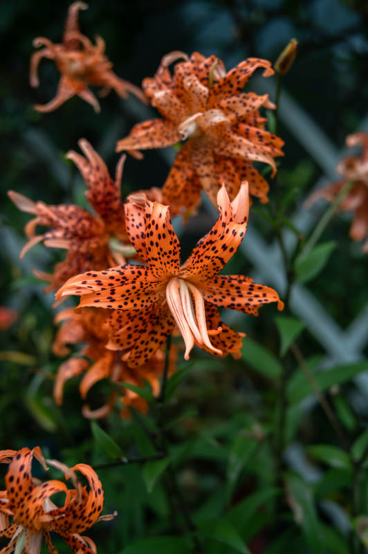 重瓣卷丹百合图片