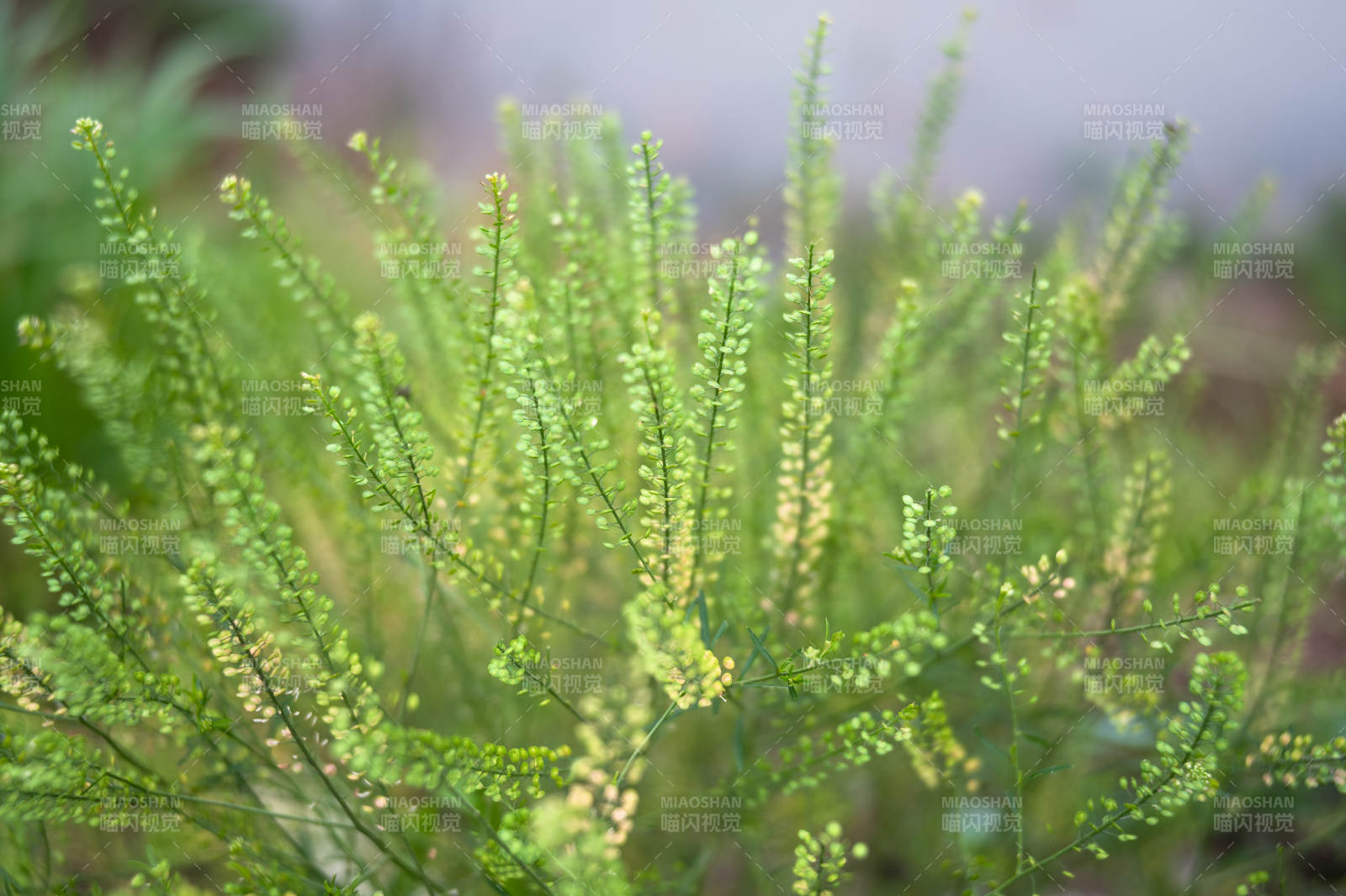 绿色植物特写图片