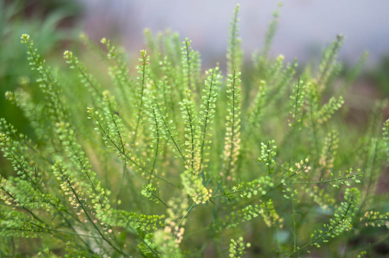 绿色植物特写图片