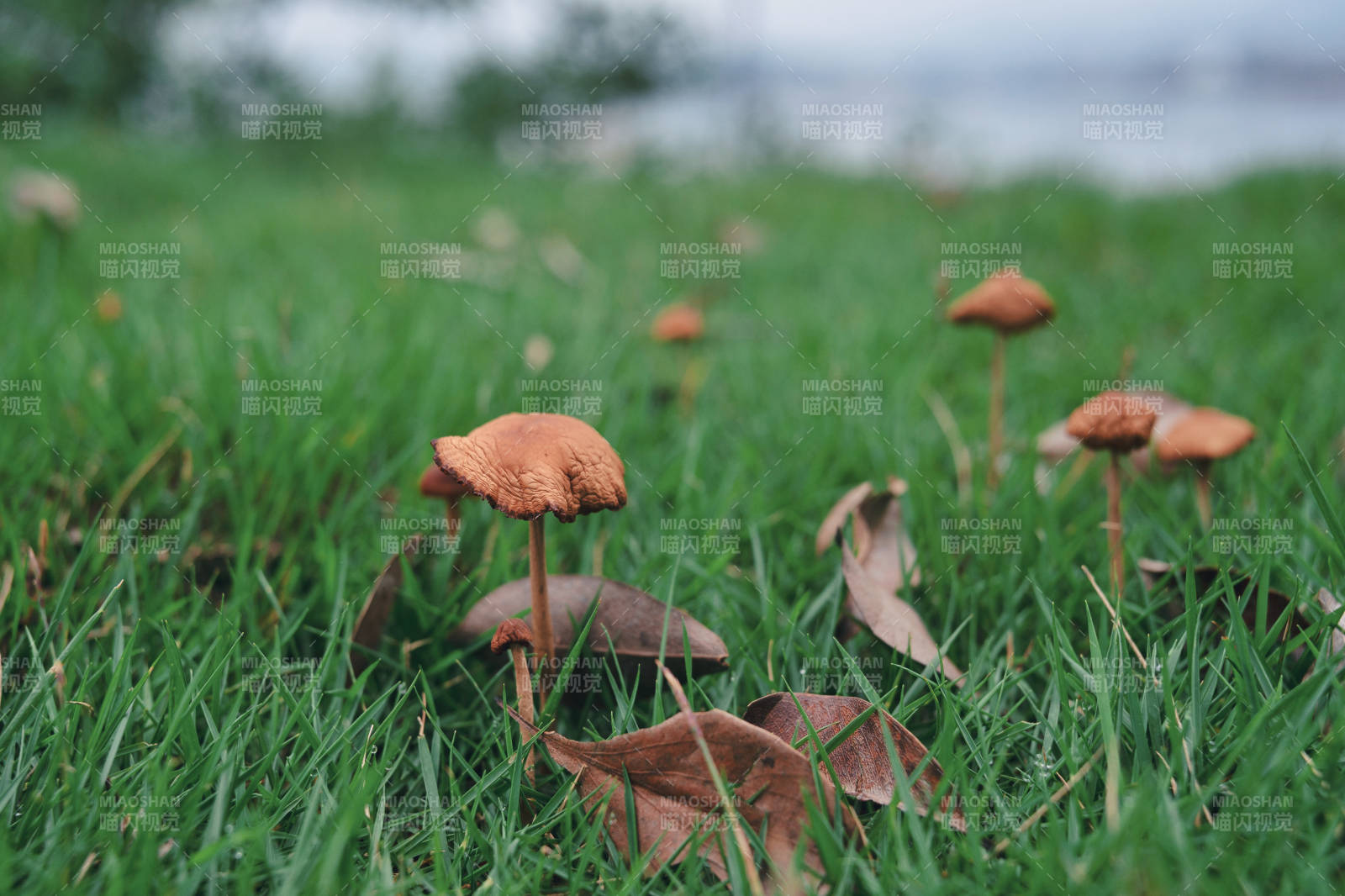 草间蘑菇秋意浓图片