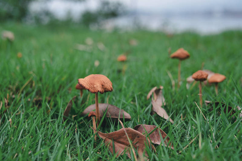 草间蘑菇秋意浓图片
