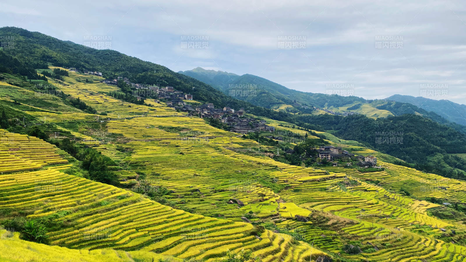 龙脊梯田梯田金黄山村静谧图片