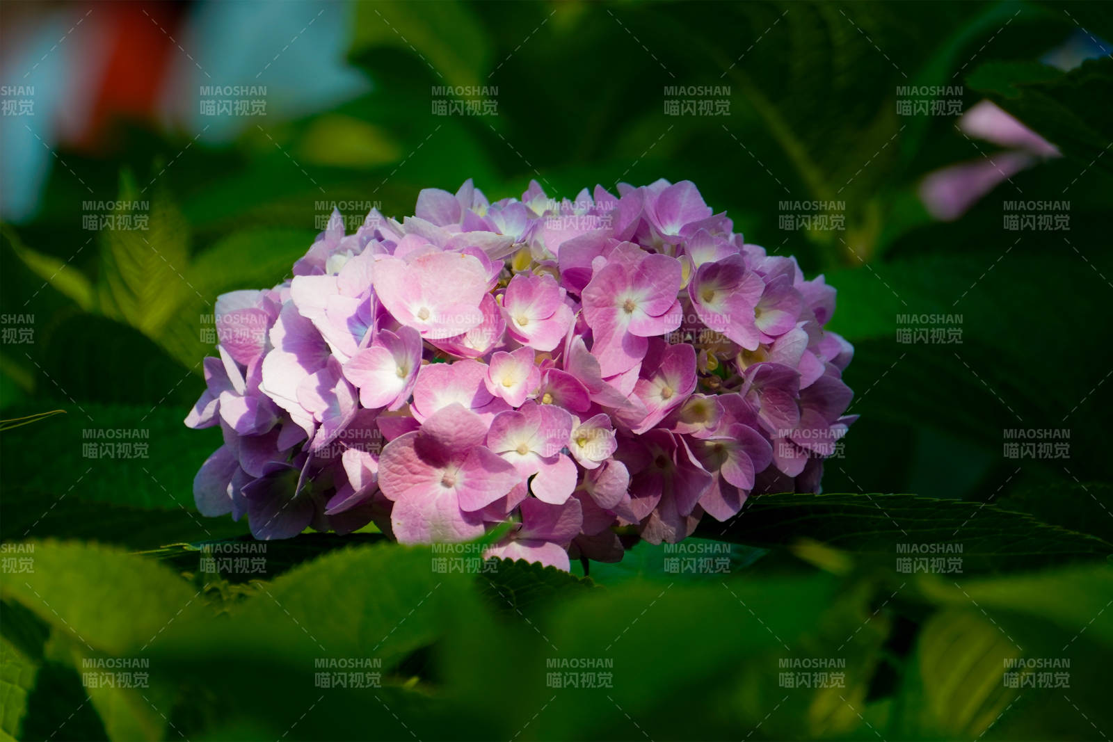 粉色绣球花图片