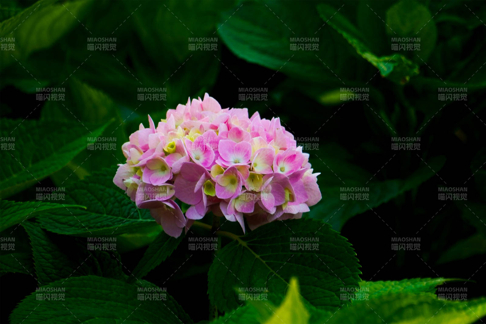 粉色绣球花图片