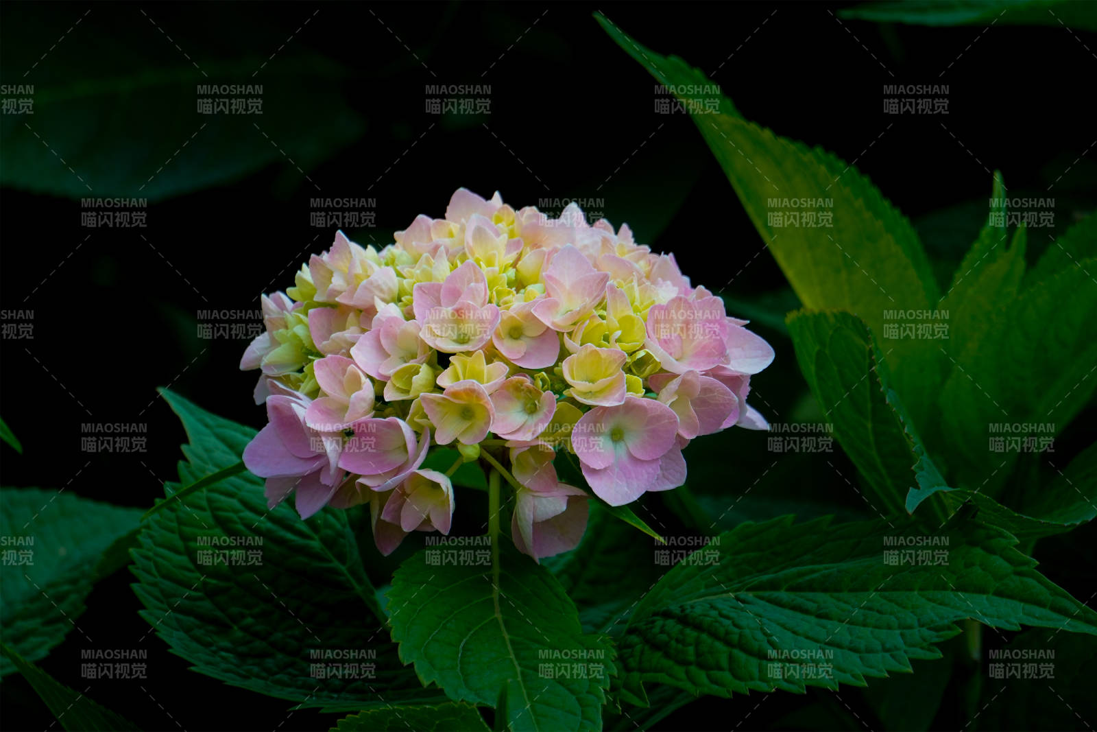 粉色绣球花图片