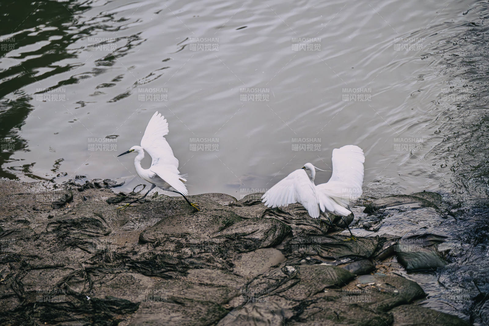 白鹭湖边展翅飞图片