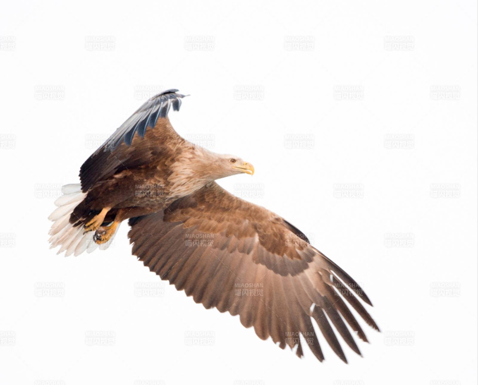 翱翔的雄鹰图片