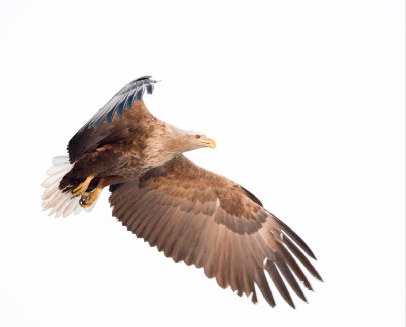 翱翔的雄鹰图片