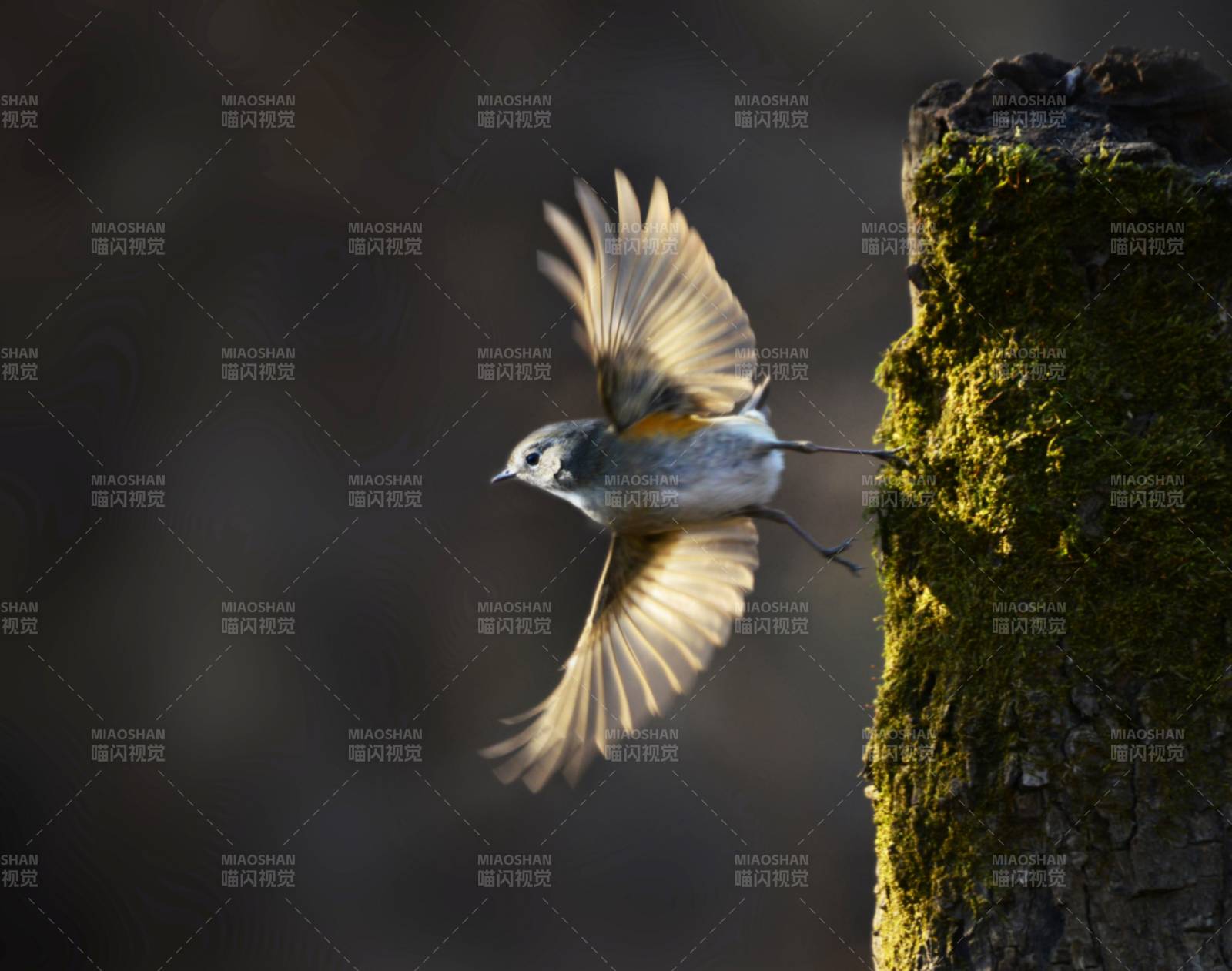 小鸟展翅高飞图片