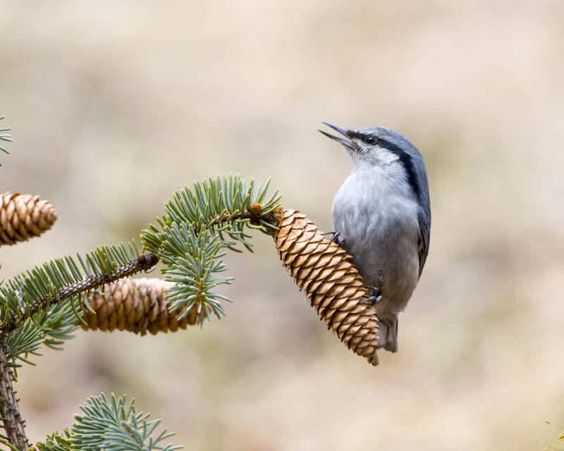 松果上的小鸟图片