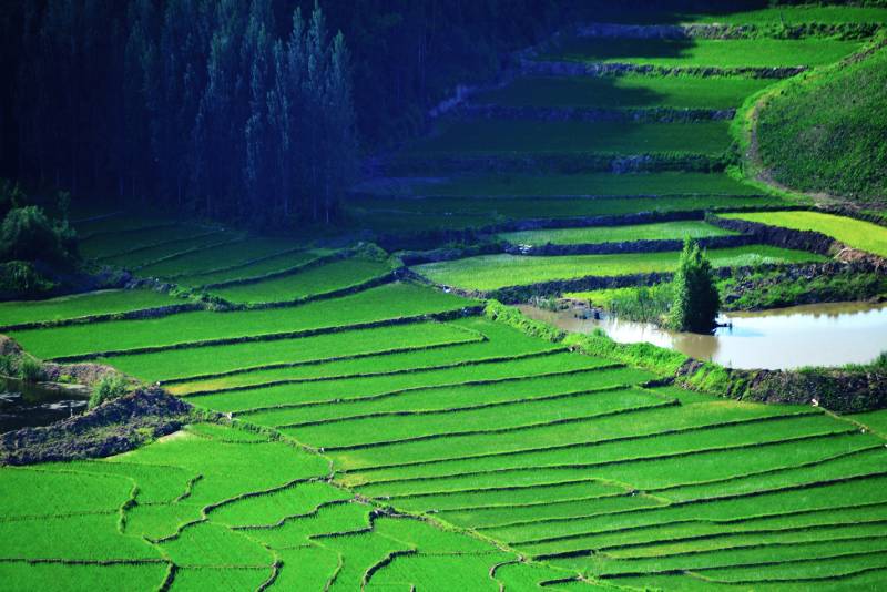 绿色梯田美景图片