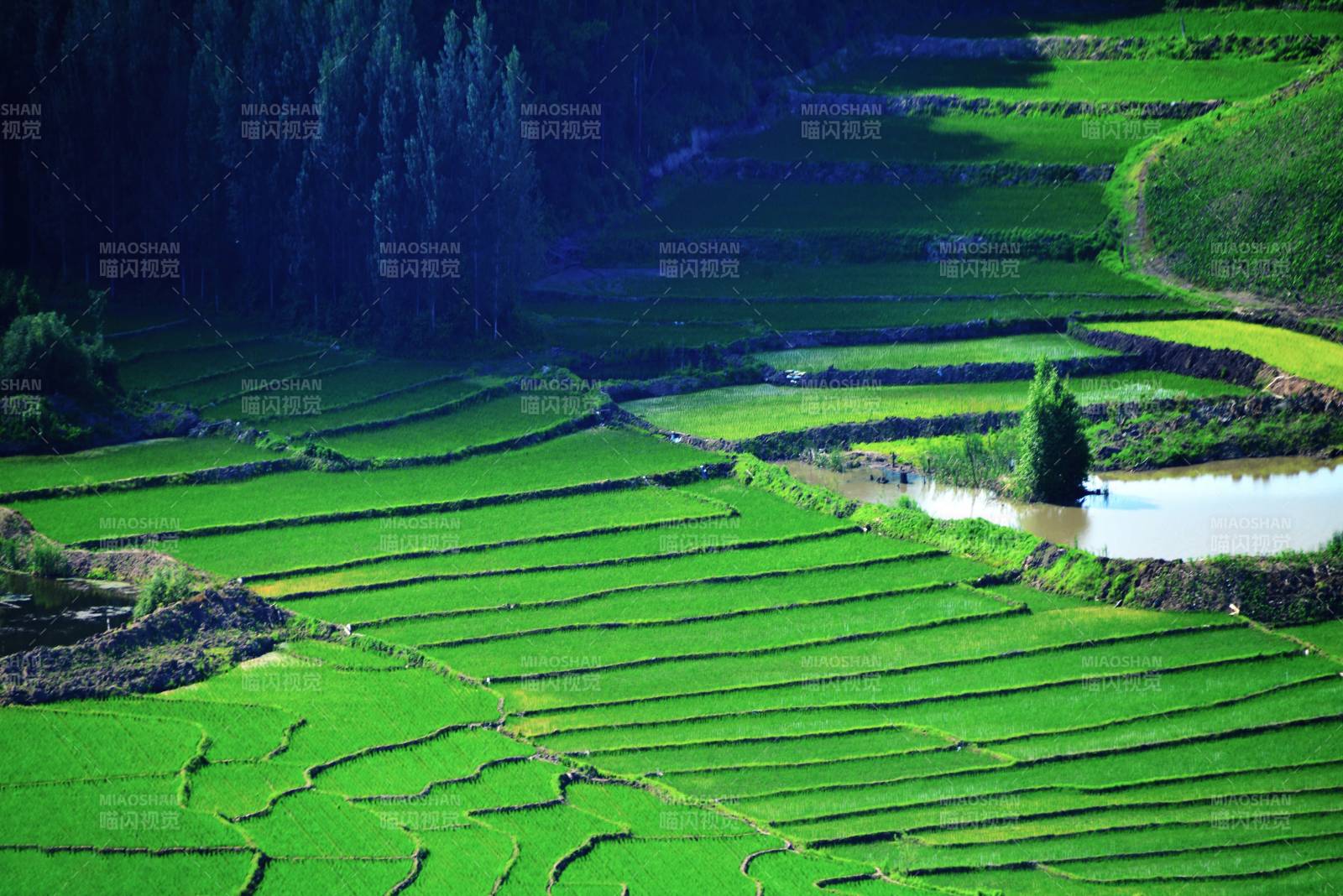 绿色梯田美景图片