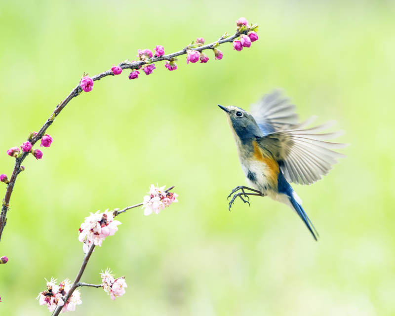 鸟儿与春花共舞图片