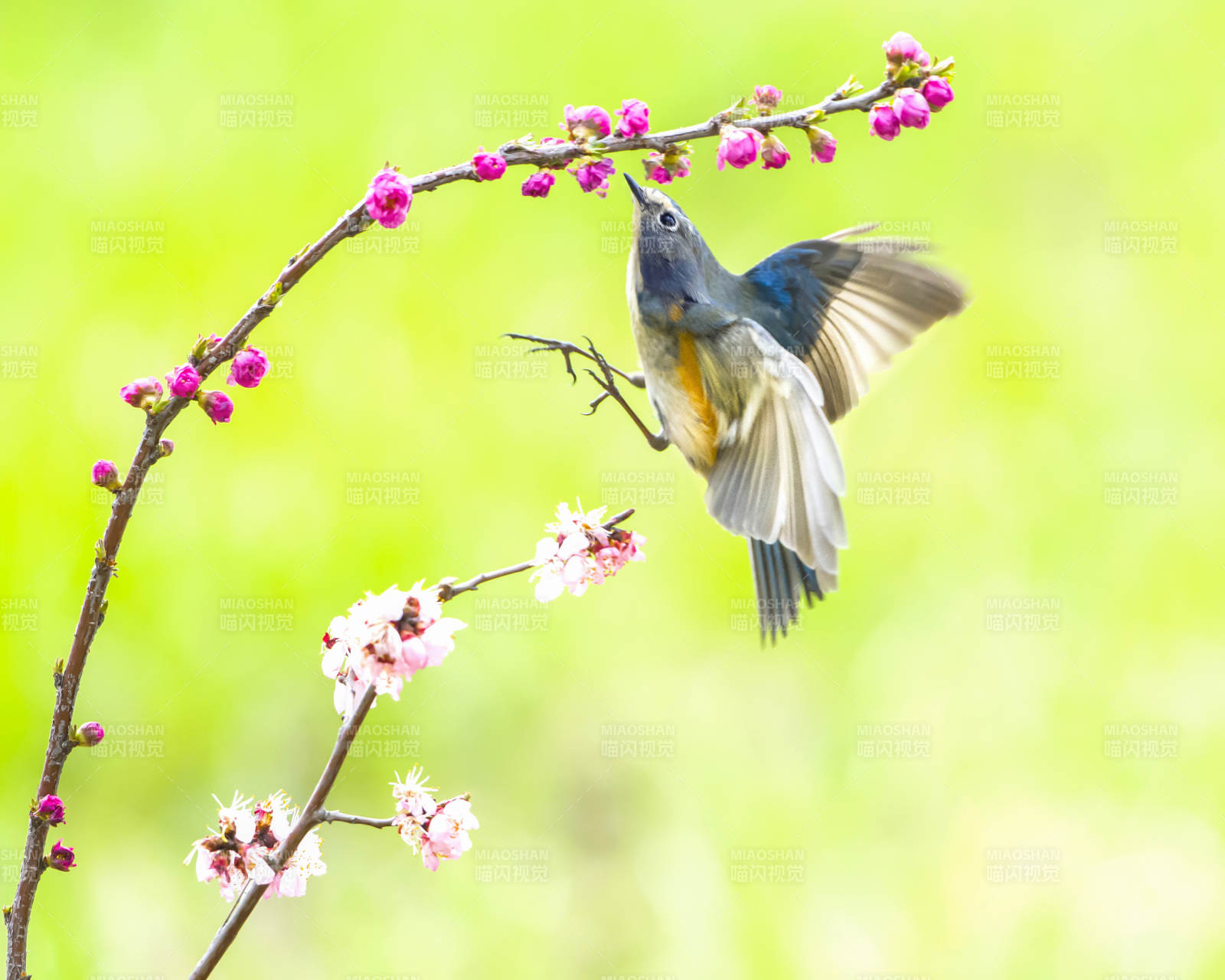 鸟儿与花的美丽瞬间图片