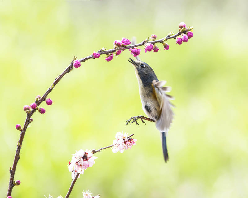 鸟儿跃上花枝图片