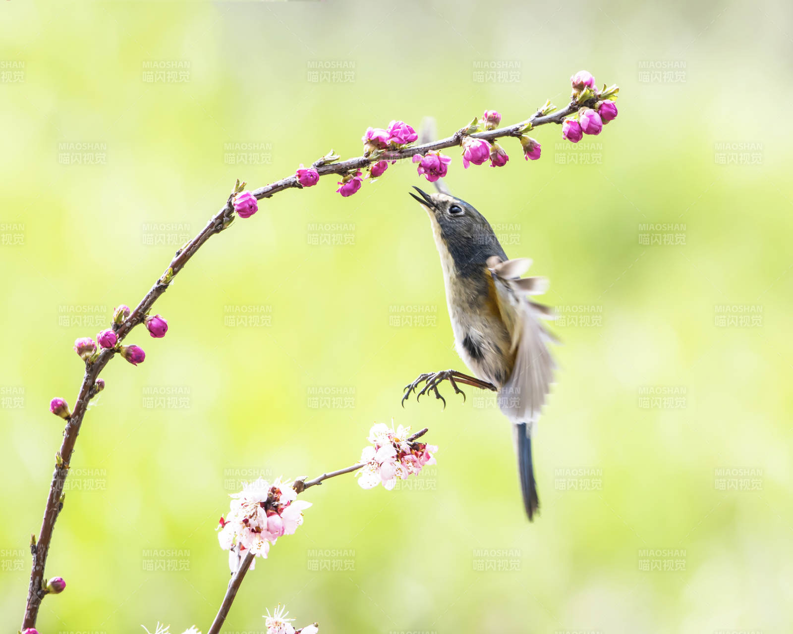 鸟儿跃上花枝图片