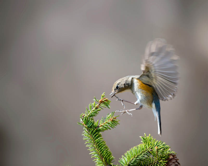 小鸟展翅 松枝起舞图片