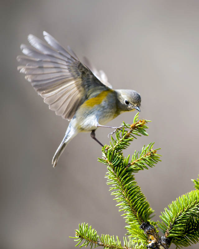 小鸟展翅栖枝头图片