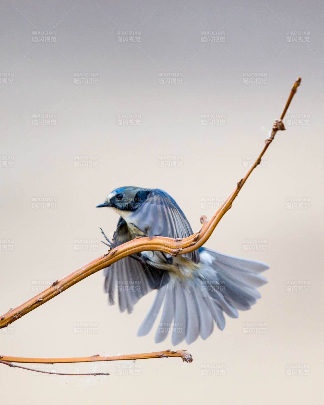 蓝鸟展翅栖枝头图片